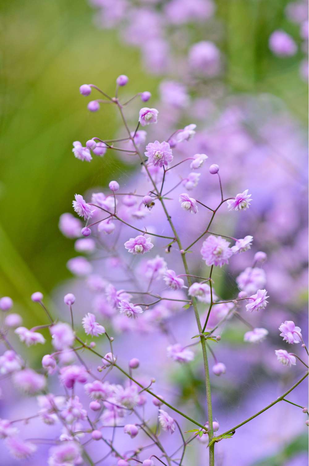 Thalictrum 'Hewitt's Double'